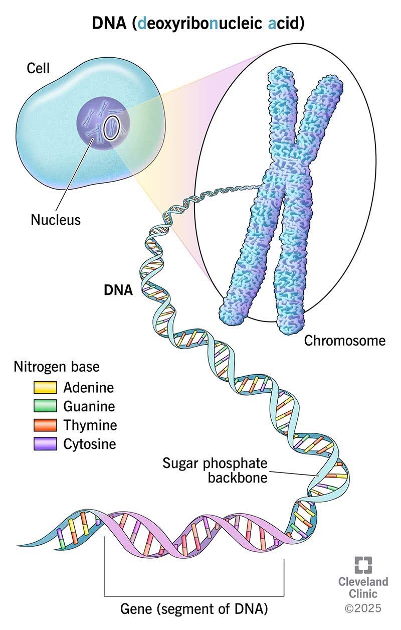 Multiscale DNA Structure