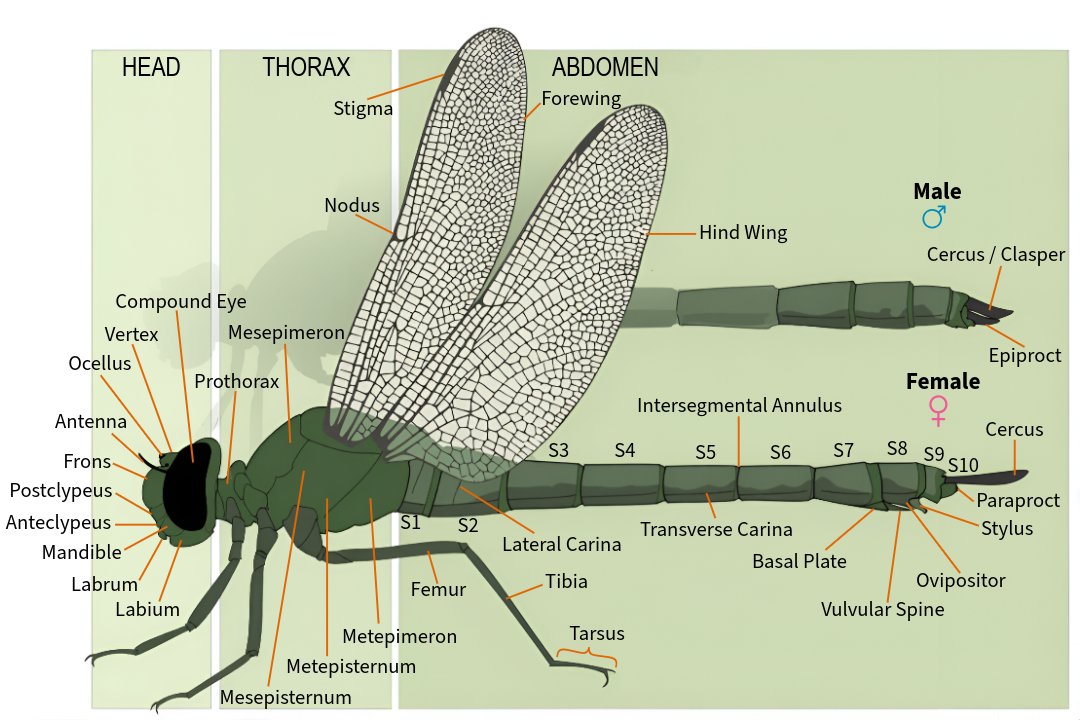 Dragonfly Anatomy