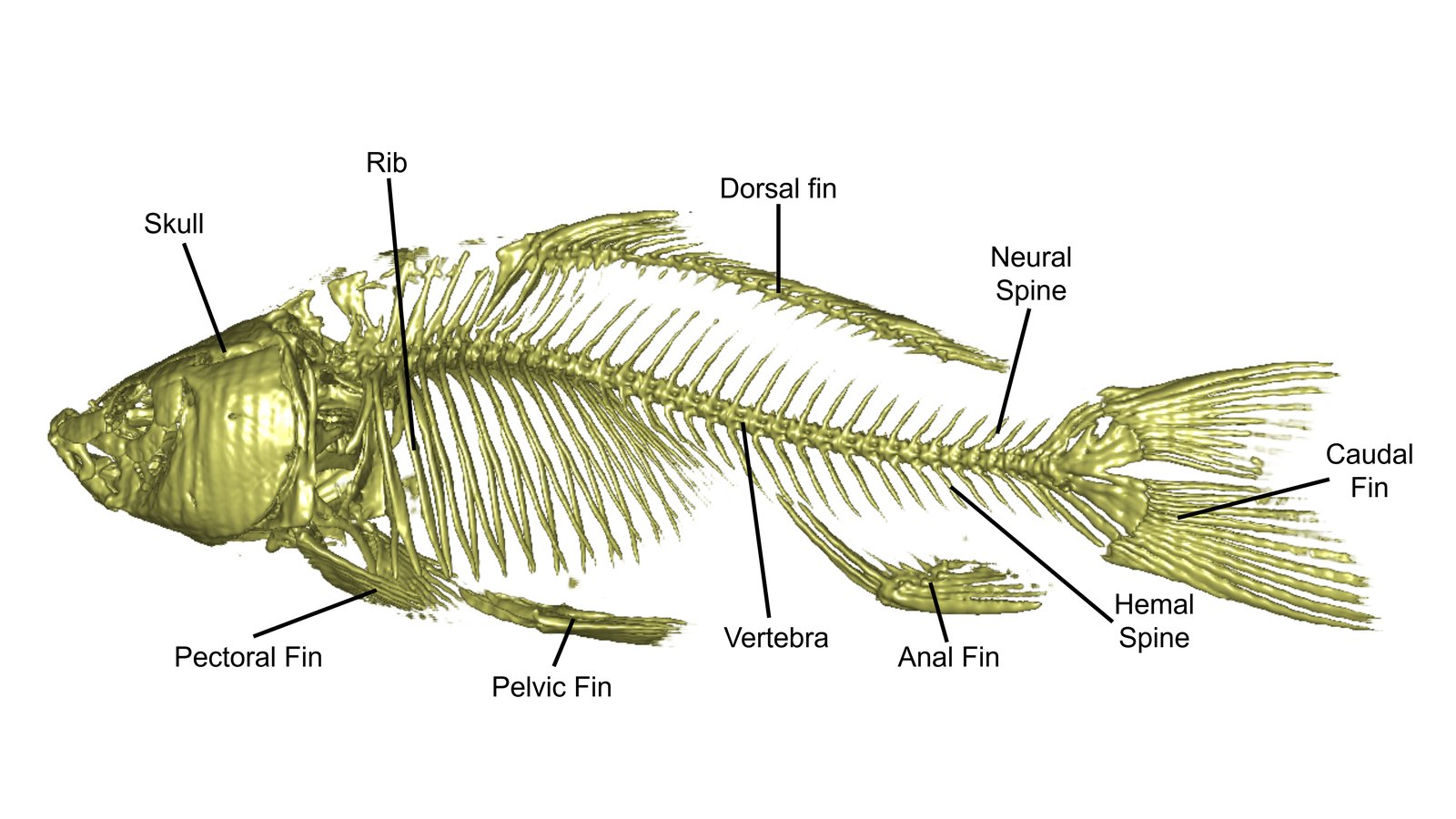 Carp Skeleton